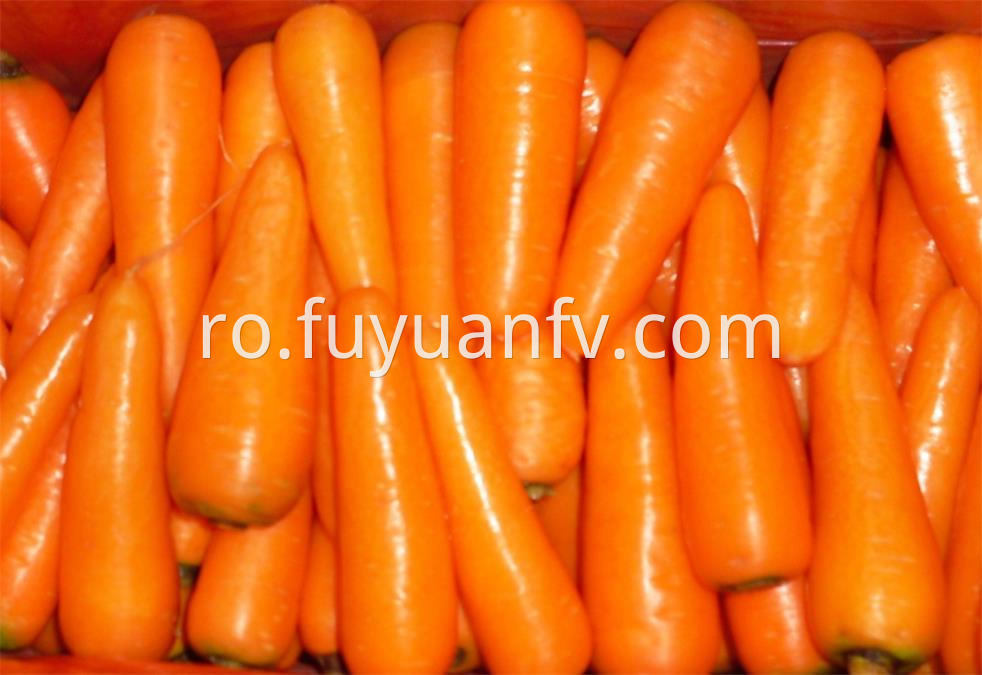 Fresh Carrot